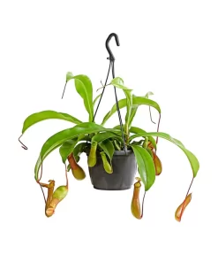 Kannenpflanze - Nepenthes Alata, Ampel