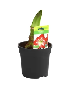 Amaryllis - Hippeastrum-Hybride