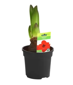 Amaryllis - Hippeastrum-Hybride -Gartenbedarf Geschäft 8700809 PR FS 003 HippeastrumRoyalRed2TrDehnerExpressHerzig