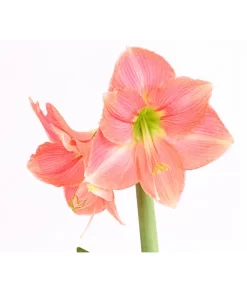 Amaryllis - Hippeastrum-Hybride -Gartenbedarf Geschäft 8700809 WE DE 001 AmaryllisHippeastrumMultifloraRittersternT17DehnerExpressHerzigOW