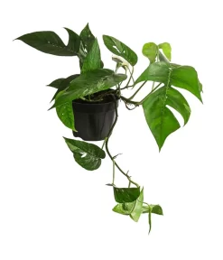 Efeutute - Epipremnum Pinnatum, Panaschiert