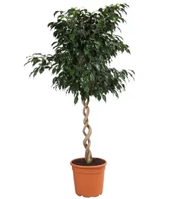 Birkenfeige - Ficus Benjamina 'Danielle'