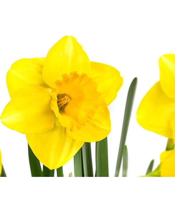 Narzisse 'Lucky Number’ Im Pottburri®-Topf 2 Narzisse 'Lucky Number’ Im Pottburri®-Topf – Bild 2