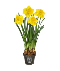 Narzisse 'Lucky Number’ Im Pottburri®-Topf