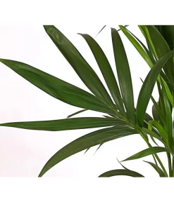 Kentia-Palme, Howea Forsteriana, Hydrokultur -Gartenbedarf Geschäft 8736084 PR DE 001 HoweaForsterianaT24DehnerExpressHerzig