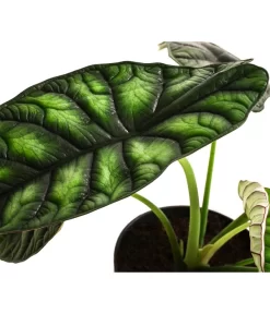 Pfeilblatt - Alocasia Baginda 'Dragon Scale' -Gartenbedarf Geschäft 8742314 WE DE 002 AlocasiaDragonScaleT14