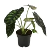 Pfeilblatt - Alocasia Baginda 'Dragon Scale'