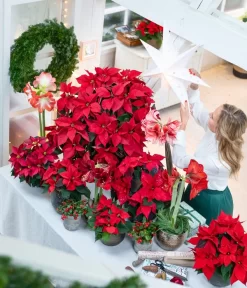 Amaryllis - Hippeastrum-Hybride -Gartenbedarf Geschäft 874704 WE MO 001 WeihnachtsblueherRot