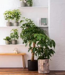 Dehner Holz-Übertopf Luna, Rund, Hellbraun -Gartenbedarf Geschäft 8772634 WE MO 001 HeteropanaxChinensT27