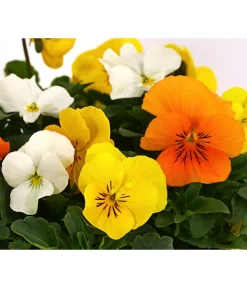 Hornveilchen-Trio, Weiß/gelb/orange -Gartenbedarf Geschäft 8808321 WE DE 002 ViolaCornutaHornveilchenTrioT13