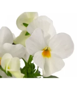 Beet- & Balkonpflanzen-Set Oranger Frühling, 6-teilig -Gartenbedarf Geschäft 8808685 WE DE 002 ViolaCornutaWeiss