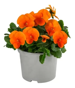 Beet- & Balkonpflanzen-Set Oranger Frühling, 6-teilig -Gartenbedarf Geschäft 8808685 WE FS 005 ViolaCornutaSFOrange10FJ