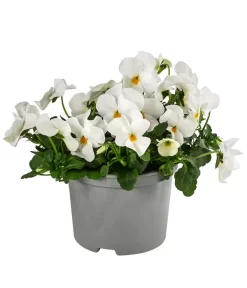 Beet- & Balkonpflanzen-Set Weißer Frühling, 6-teilig -Gartenbedarf Geschäft 8808685 WE FS ViolaCornutaWeissGelb 1