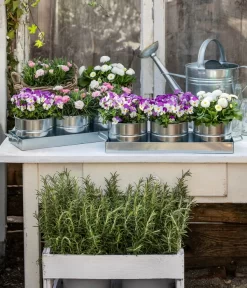 Hornveilchen, Sonderfarben -Gartenbedarf Geschäft 8808685 WE MO 001 HornveilchenBellisNelke