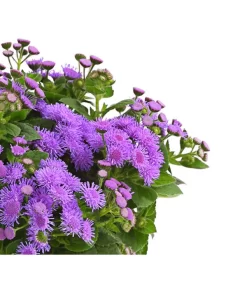 Leberbalsam 7 Leberbalsam -Gartenbedarf Geschäft 8809345 PR DE 001 LeberbalsamAgeratumHoustonianumBlauDehnerExpressHerzig