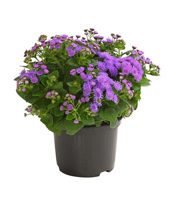 Leberbalsam 1 Leberbalsam