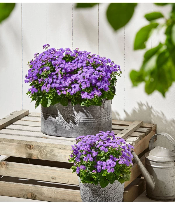 Leberbalsam 2 Leberbalsam – Bild 2