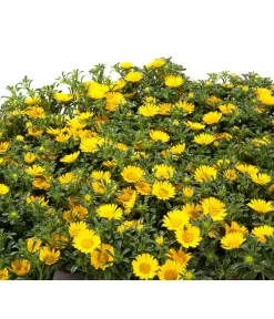 Goldtaler -Gartenbedarf Geschäft 8809394 BildD 001 GoldtalerAsteriscusMarit