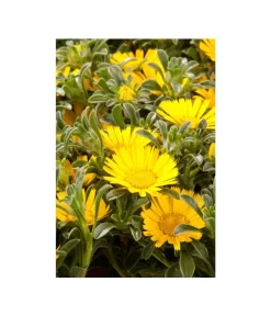 Goldtaler -Gartenbedarf Geschäft 8809394 BildD 003 GoldtalerAsteriscusMarit