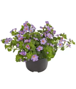 Schneeflockenblume, Blau