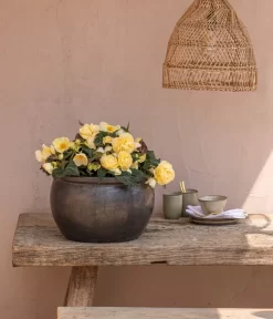 Hängebegonie 'Champagner' 7 Hängebegonie 'Champagner' -Gartenbedarf Geschäft 8809709 8504383 WE MO 002 HaengebegonieChampagner