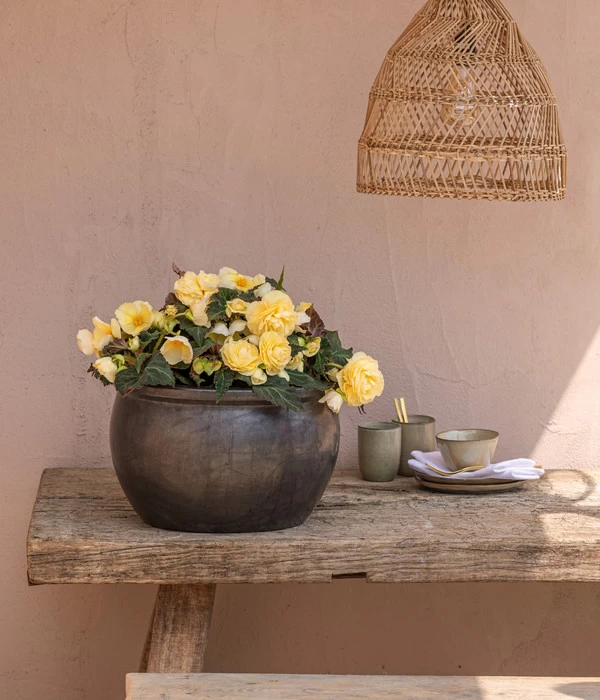 Hängebegonie 'Champagner' 3 Hängebegonie 'Champagner' – Bild 3