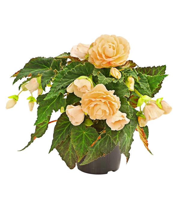 Hängebegonie 'Champagner' 1 Hängebegonie 'Champagner'