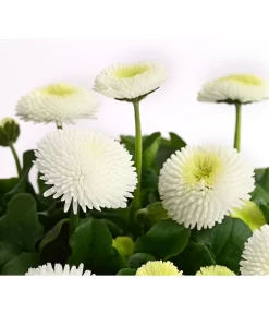 Beet- & Balkonpflanzen-Set Weißer Frühling, 6-teilig -Gartenbedarf Geschäft 8810079 PR DE 003 BellisGefuelltT11DehnerExpressHerzig
