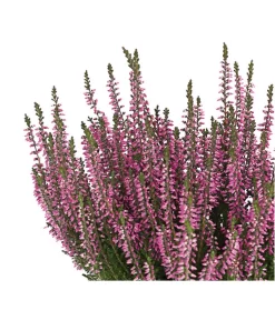 Knospenheide 'Hilda®' -Gartenbedarf Geschäft 8810319 PR DE 002 CallunaHildaKnospenblueherT10DehnerExpressHerzig