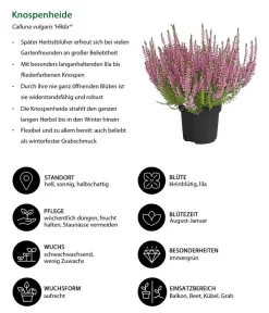 Knospenheide 'Hilda®' -Gartenbedarf Geschäft 8810319 WE IG 001 Knospenheide