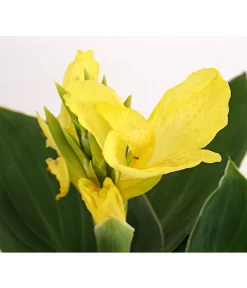 Indisches Blumenrohr, Verschiedene Sorten 13 Indisches Blumenrohr, Verschiedene Sorten -Gartenbedarf Geschäft 8810384 PR DE 001 CannaBlumenrohrT12DehnerExpressHerzig