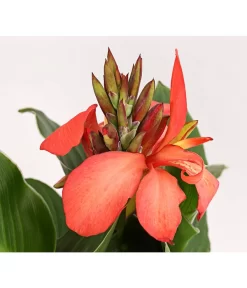 Indisches Blumenrohr, Verschiedene Sorten 11 Indisches Blumenrohr, Verschiedene Sorten -Gartenbedarf Geschäft 8810384 PR DE 002 CannaBlumenrohrT12DehnerExpressHerzig