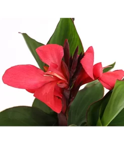 Indisches Blumenrohr, Verschiedene Sorten 12 Indisches Blumenrohr, Verschiedene Sorten -Gartenbedarf Geschäft 8810384 PR DE 003 CannaBlumenrohrT12DehnerExpressHerzig