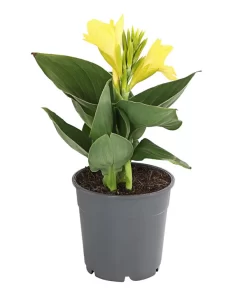 Indisches Blumenrohr, Verschiedene Sorten 9 Indisches Blumenrohr, Verschiedene Sorten -Gartenbedarf Geschäft 8810384 PR FS 001 CannaBlumenrohrT12DehnerExpressHerzig