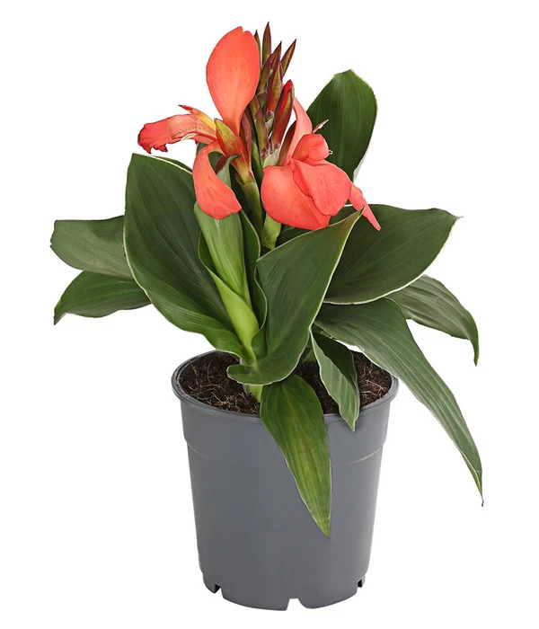 Indisches Blumenrohr, Verschiedene Sorten 1 Indisches Blumenrohr, Verschiedene Sorten