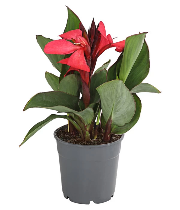 Indisches Blumenrohr, Verschiedene Sorten 2 Indisches Blumenrohr, Verschiedene Sorten – Bild 2