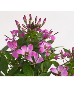 Spinnenpflanze 'Rosa' 5 Spinnenpflanze 'Rosa' -Gartenbedarf Geschäft 8810574 PR DE 001 CleomeRosaSenoritaRosalitaSpinnenpflanzeDehnerExpressHerzig