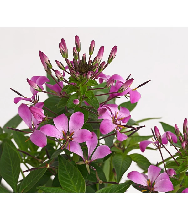 Spinnenpflanze 'Rosa' 3 Spinnenpflanze 'Rosa' – Bild 3