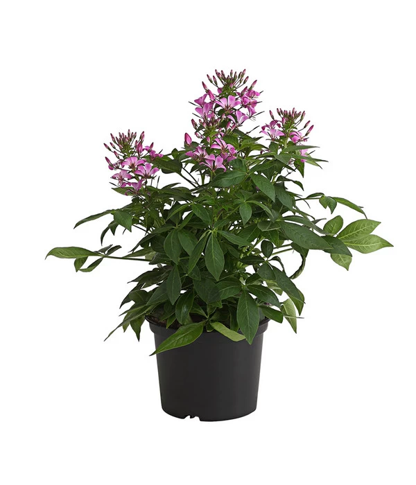 Spinnenpflanze 'Rosa' 1 Spinnenpflanze 'Rosa'