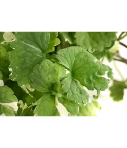 Gundermann -Gartenbedarf Geschäft 8814147 WE DE 001 GundermannT11