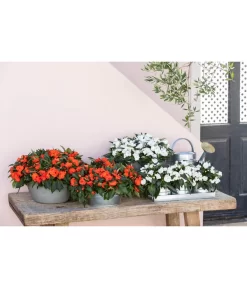 Zink Kräutertöpfchen Mit Untersetzer -Gartenbedarf Geschäft 8814634 WE MO 001 ImpatiensT12