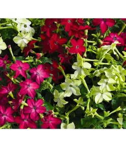 Ziertabak, Verschiedene Farben -Gartenbedarf Geschäft 8815870 BildFS 001 ZiertabakNicotianaSanderae