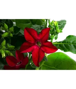 Ziertabak, Verschiedene Farben -Gartenbedarf Geschäft 8815870 WE DE 001 NicotianaSanderaeT12