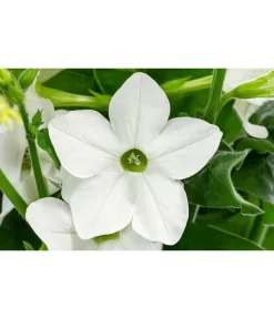 Ziertabak, Verschiedene Farben -Gartenbedarf Geschäft 8815870 WE DE 001 Nicotiana SanderaeT12