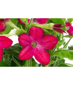 Ziertabak, Verschiedene Farben -Gartenbedarf Geschäft 8815870 WE DE 002 NicotianaSanderaeT12