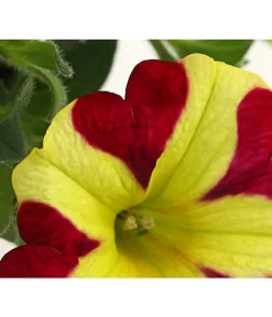 Hängepetunie 'Queen Of Hearts®' -Gartenbedarf Geschäft 8816555 PR DE 002 HaengepetunieQueenOfHeartsDehnerExpressHerzig