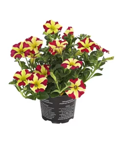 Hängepetunie 'Queen Of Hearts®'