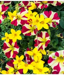 Hängepetunie 'Queen Of Hearts®' -Gartenbedarf Geschäft 881655 PR MO 001 HaengepetunieQueenOfHeartsBidensGoldmarieLuckner