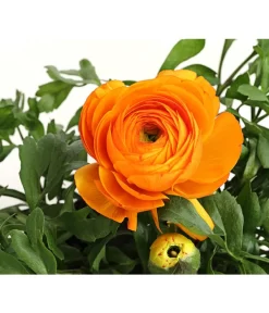 Beet- & Balkonpflanzen-Set Oranger Frühling, 6-teilig -Gartenbedarf Geschäft 8817355 PR DE 003 RanunkelnT11DehnerExpressHerzig