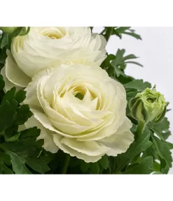 Beet- & Balkonpflanzen-Set Weißer Frühling, 6-teilig -Gartenbedarf Geschäft 8817355 WE DE 001 RanunkelnT11Weiss